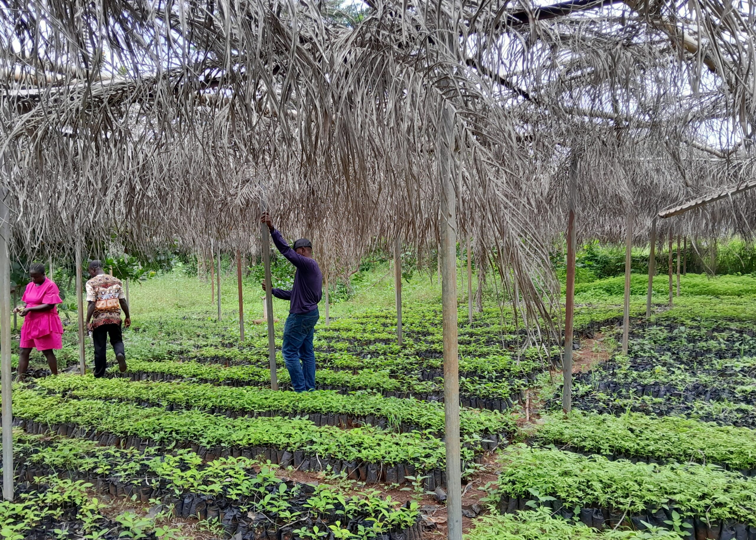 Raising Seedlings for Restoration as a Nature-based Solution