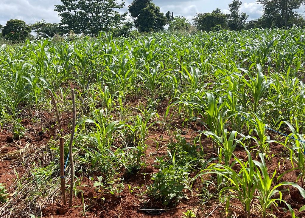 Restoring lands through Agroforestry