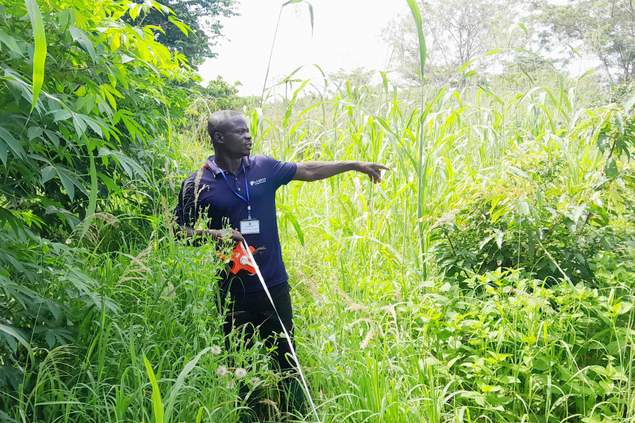 Monitoring Survival Rate of 9,500 Trees Planted under IDE's CoBILT Project