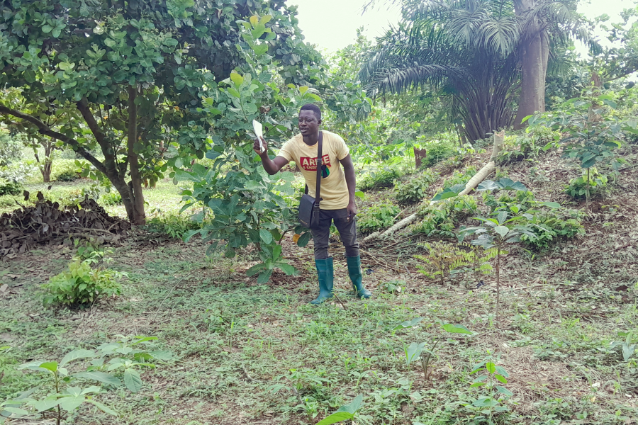 Monitoring Survival Rate of 9,500 Trees Planted under IDE's CoBILT Project